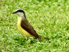 Pitangus sulphuratus