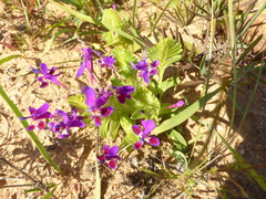 Lapeirousia pyramidalis