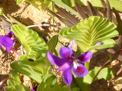 Lapeirousia pyramidalis
