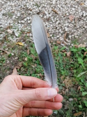 Streptopelia decaocto