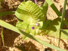Lapeirousia pyramidalis