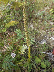 Platanthera hyperborea