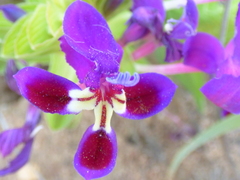 Lapeirousia pyramidalis