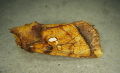 Papaipema harrisii