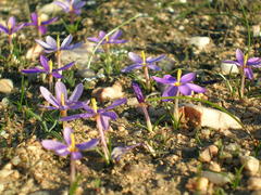 Syringodea longituba