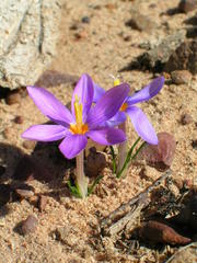 Syringodea longituba