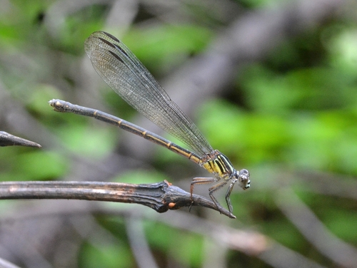 Malabar torrent dart photo 4