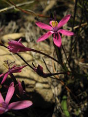 Thereianthus minutus