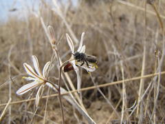 Trachyandra prolifera