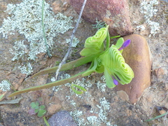 Lapeirousia pyramidalis