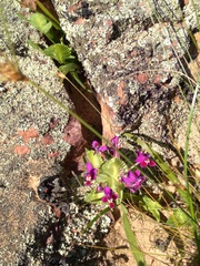 Lapeirousia pyramidalis
