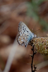 Polyommatus hispana