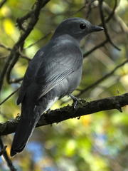 Coracina caesia caesia