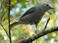 Coracina caesia caesia