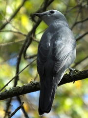 Coracina caesia caesia