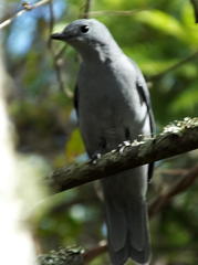 Coracina caesia caesia