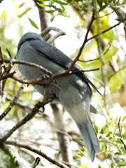 Coracina caesia caesia