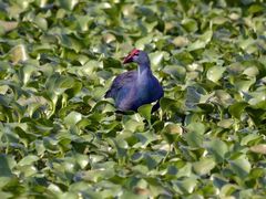 Porphyrio poliocephalus