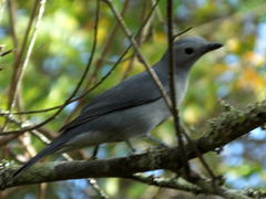 Coracina caesia caesia