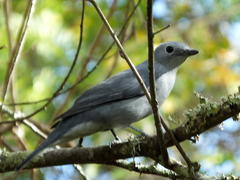 Coracina caesia caesia