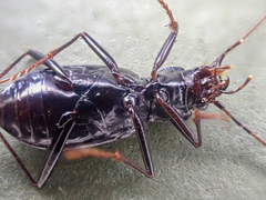 Nebria acuta