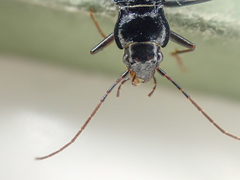Nebria acuta