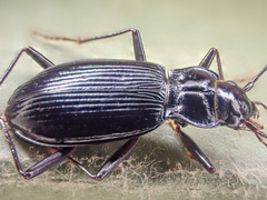 Nebria acuta