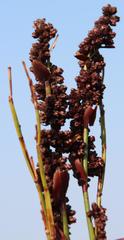 Elegia hookeriana