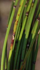 Elegia hookeriana