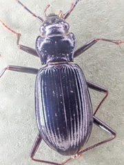 Nebria acuta