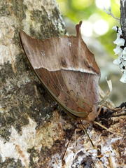 Charaxes varanes varanes