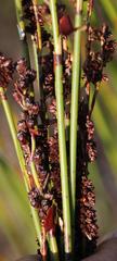 Elegia hookeriana