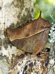 Charaxes varanes varanes