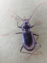 Nebria acuta