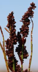 Elegia hookeriana