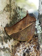 Charaxes varanes varanes