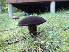 Tylopilus alboater