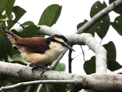 Campylorhynchus chiapensis