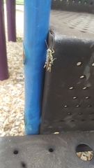Orthoptera