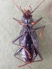 Nebria acuta