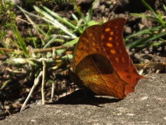 Charaxes varanes varanes