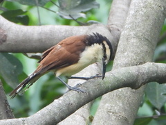 Campylorhynchus chiapensis