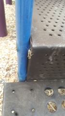 Orthoptera
