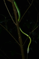 Ahaetulla farnsworthi