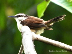 Campylorhynchus chiapensis