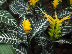 Aphelandra squarrosa