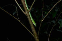 Ahaetulla farnsworthi