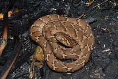 Boiga trigonata