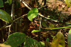 Ahaetulla farnsworthi