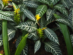 Aphelandra squarrosa